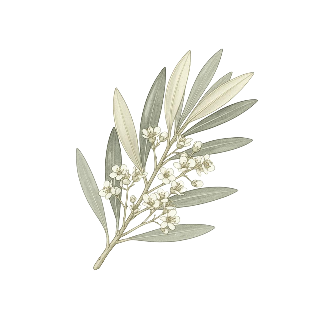 Watercolour olive sprig illustration